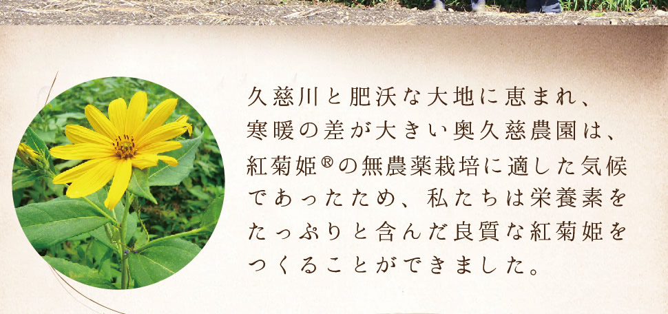 久慈川と肥沃な大地に恵まれ、寒暖の差が大きい奥久慈農園は、紅菊姫®の無農薬栽培に適した気候であったため、私たちは栄養素をたっぷりと含んだ良質な紅菊姫をつくることができました。