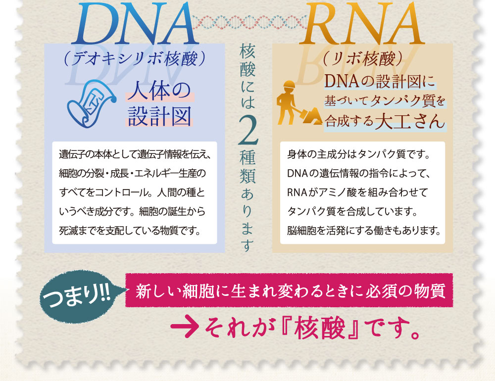 DNA(デオキシリボ核酸) RNA(リボ核酸)核酸には2種類あります　つまり、新しい細胞に生まれ変わる時に必須の物質→それが核酸です。